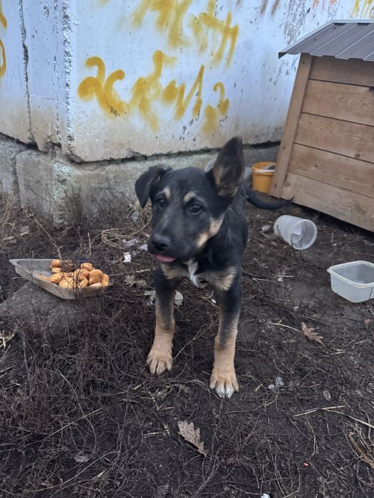Щенка мальчика в добрые руки