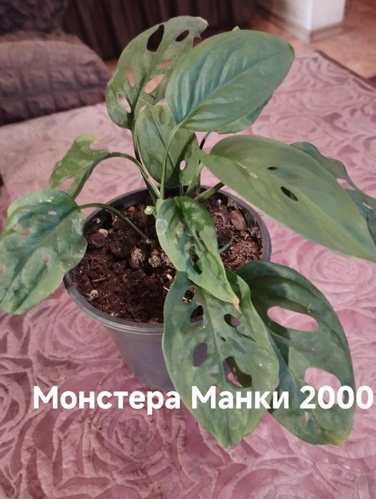 Продам комнатные растения