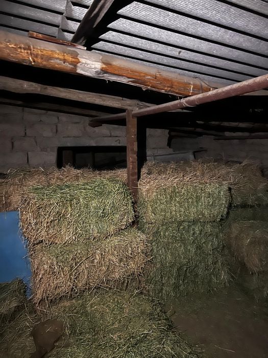 Жоңышқа шөп.    .