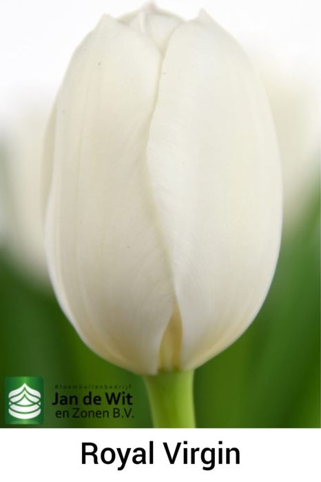 Тюльпаны оптом во все города