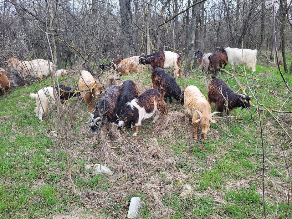 De vanzare tapi tineri