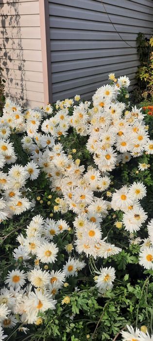 Хризантемы белые,,Невеста,,