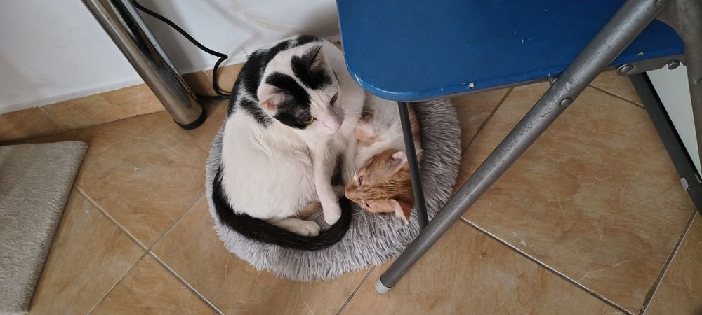 Donez 2 motanii                    .