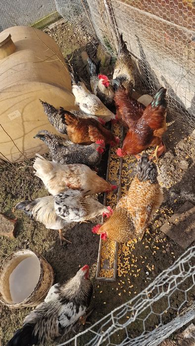 Cocoșii tineri diferite rase