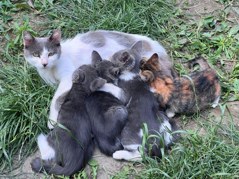 Котета да осиновяване