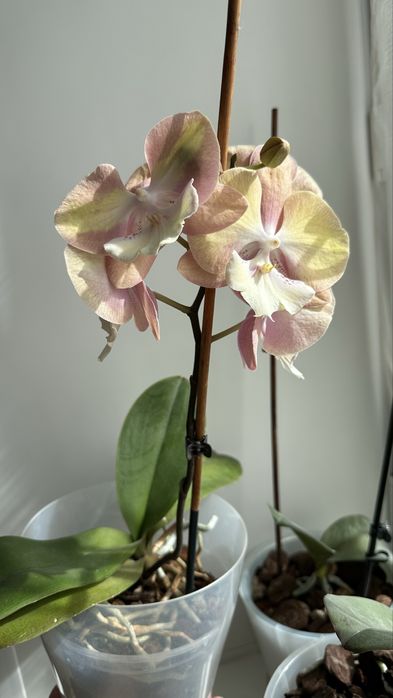 Phal. Unicorn Rainbow