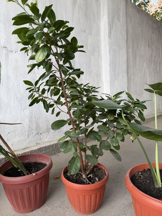 Цветы комнатные