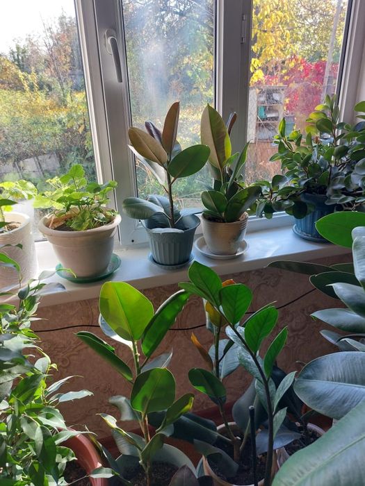 Гүл сатылады Талгар