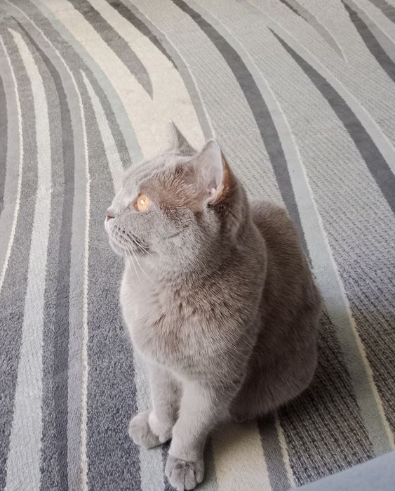 Кошка Британка (лиловая)