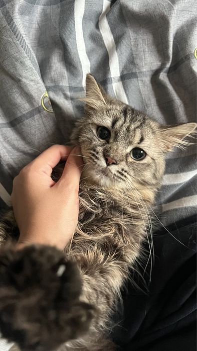 Отдам кошек в хорошие и добрые руки милые ласковые