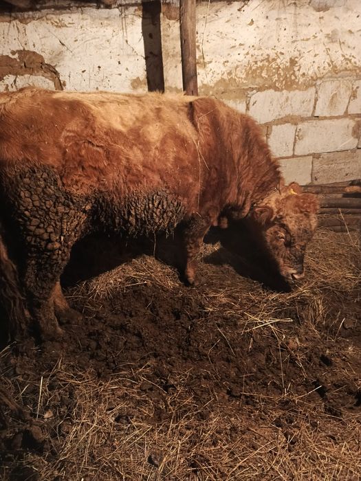 Продам  быка  в актогайском районе