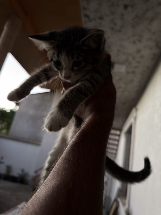Котёнок бесплатно