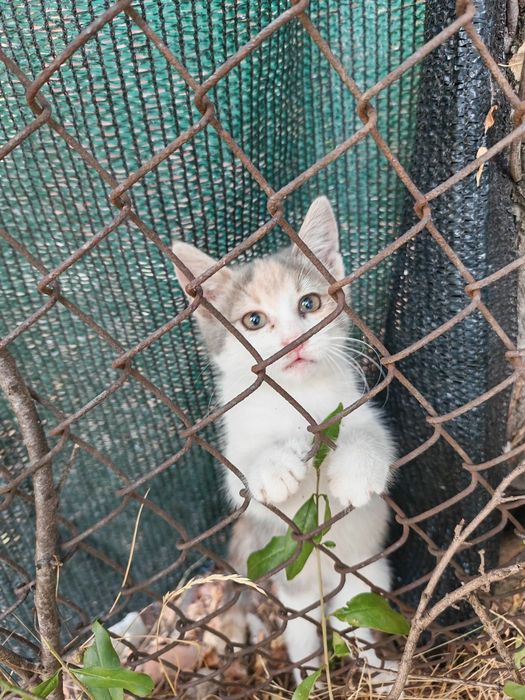 Подарява се котенце
