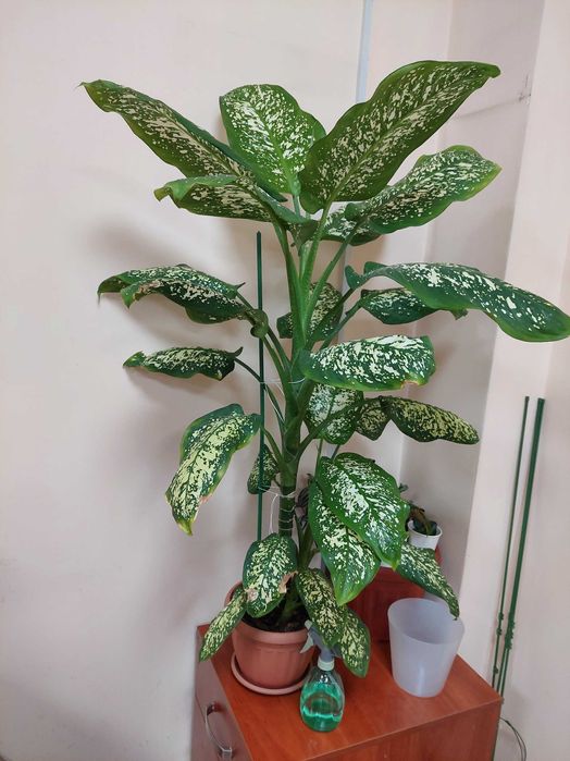 Комнатные цветы Дифенбахия