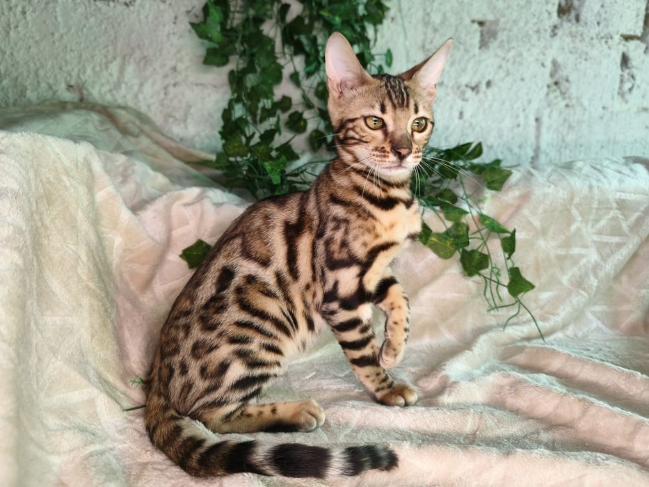 Vand fetita Bengal
