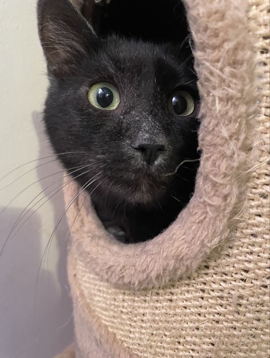 Muc isi cauta familie