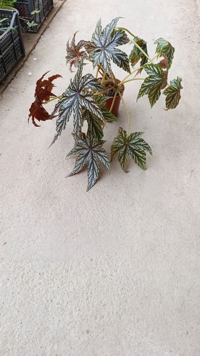 Бегония Грифон в горшке два куста