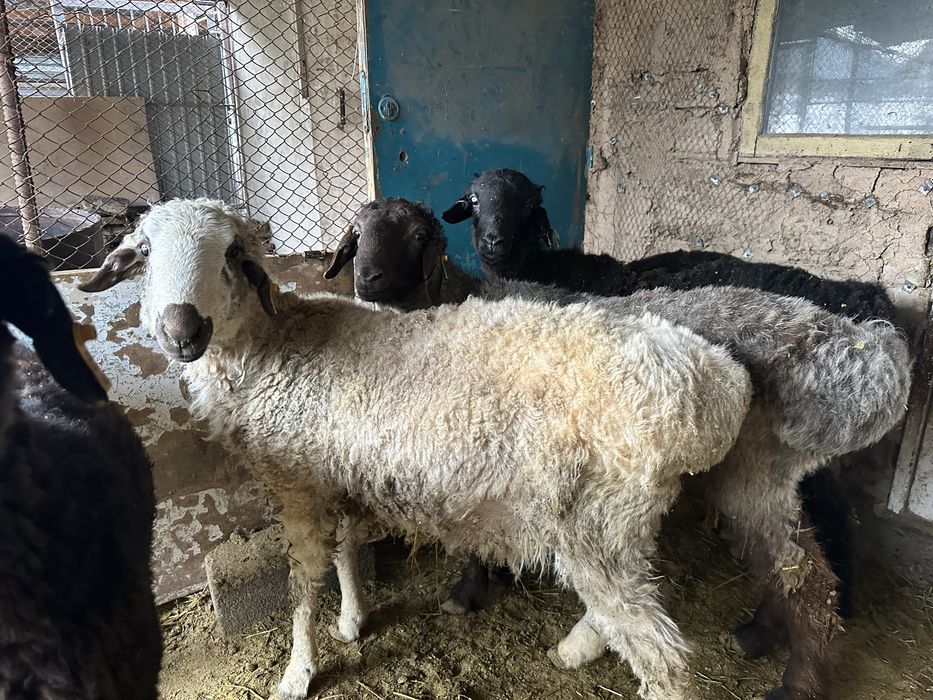 Қошқарлар сатылады. Бордақы