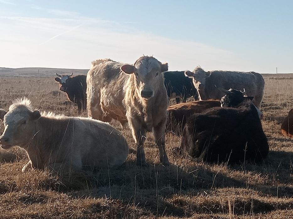 Еркек подсостар сатылады