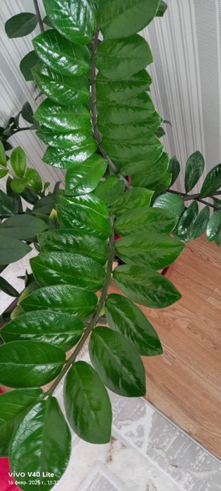 Продам комнатные цветы.