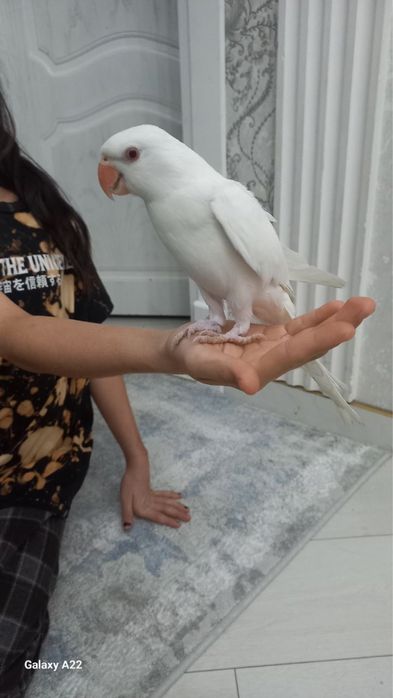 Ручной Говаряшый попугай продам