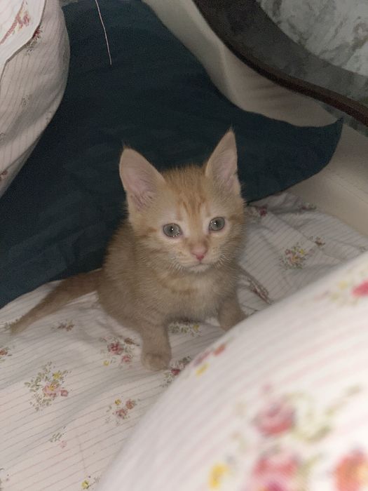 Отдам в добрые руки