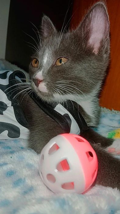 Очень красивый котенок