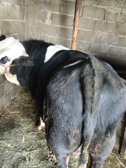 Vând taur bălțat german