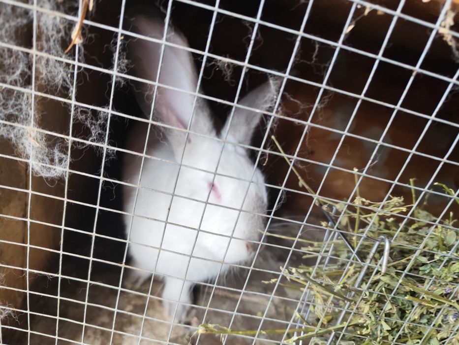 Iepuri Uriaș de Transilvania