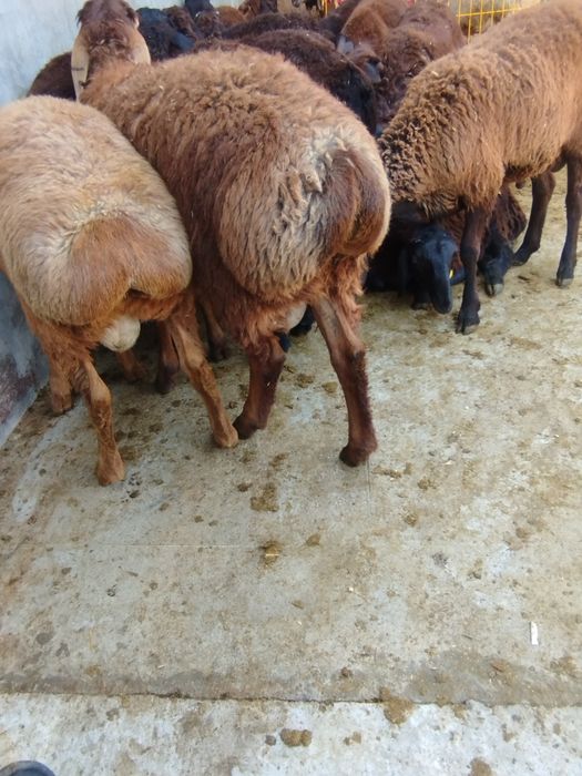 Qoʻchqor Qozogʻistondan kegan 4 mln 200 dan soʻravonmiz uydan beramiz