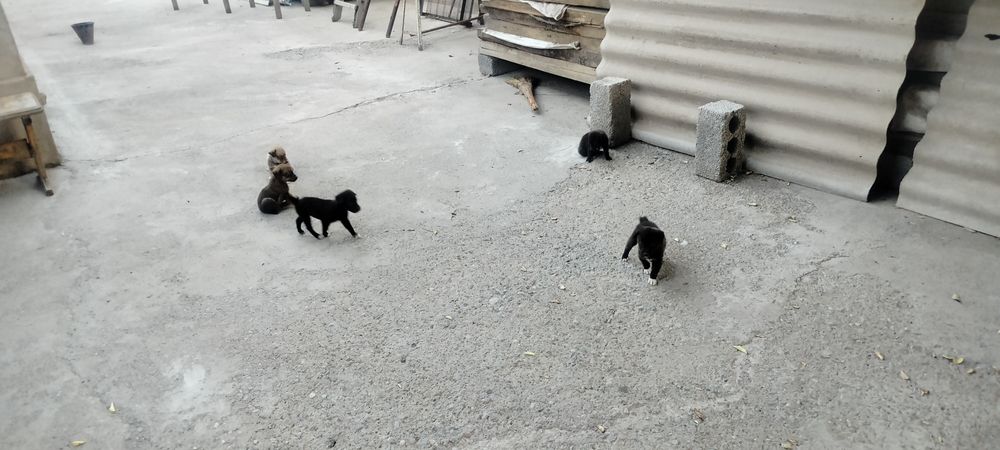 Отдам бесплатно в добрые руки