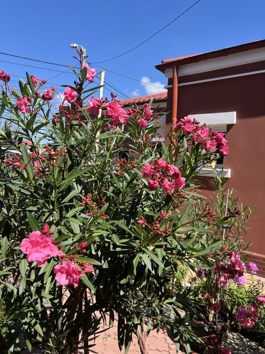 Leandrii toate culorile la 2,5m ,2m