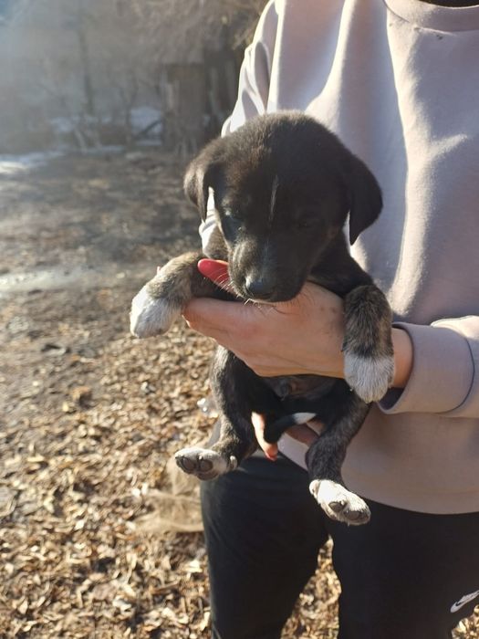 Даром, только в добрые руки. Щенята мальчики