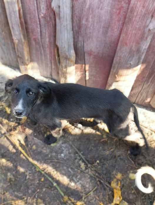 В добрые руки!!!