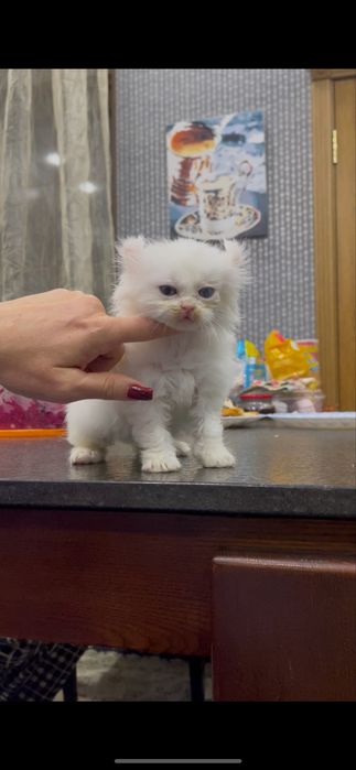 Мальчик Американский Керл