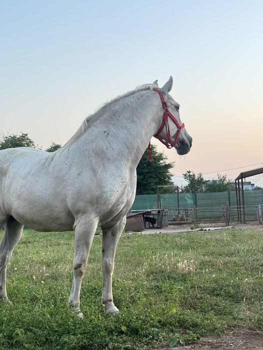 Iapă lipițeancă de vânzare