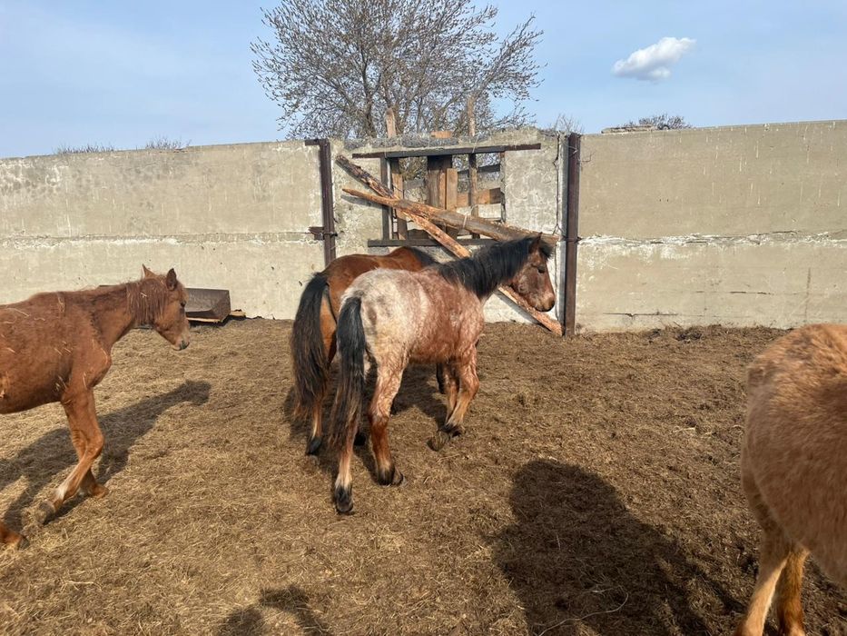 Продам жабагы 6 голов