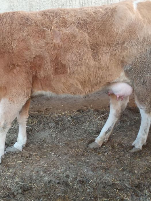 Zotli sigir va bola sotilaci