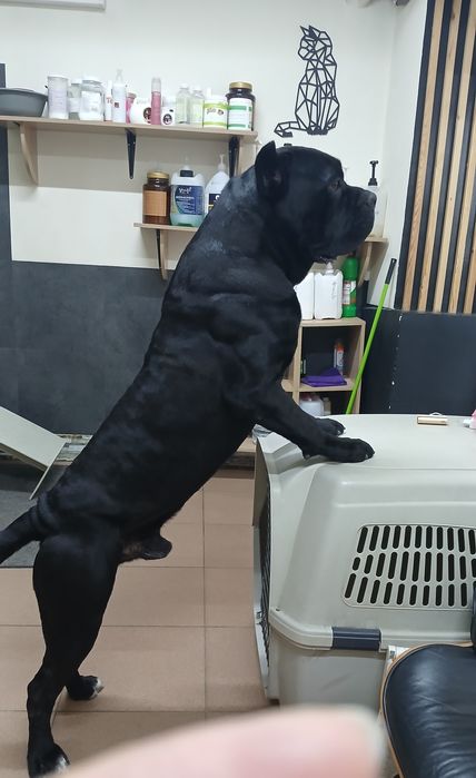 Кобели кане корсо на вязку.