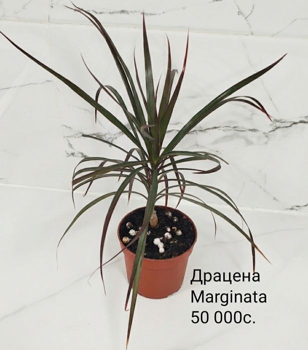 Комнатные цветы.