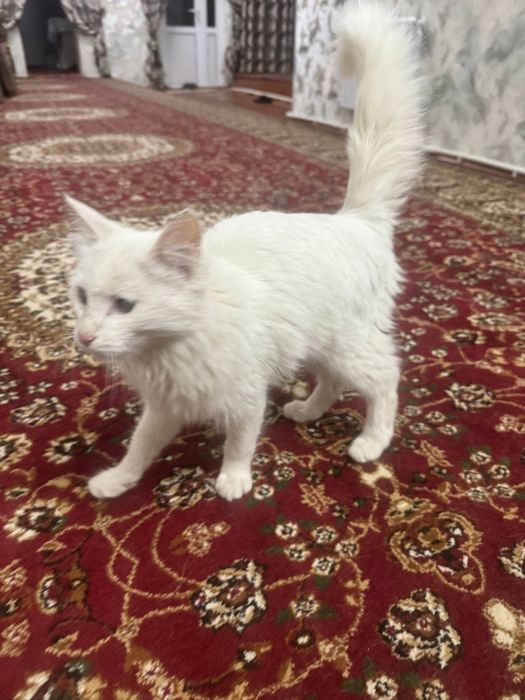 Mushuk Hadyaga beriladi