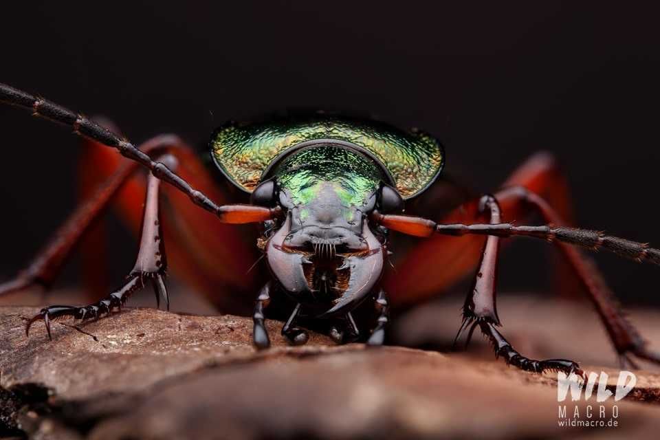 Laowa 100mm f2.8 CA-Dreamer Macro 2x