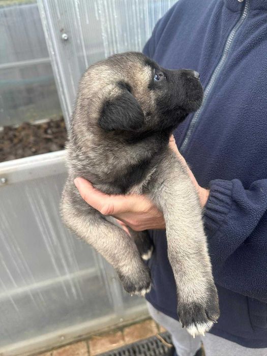 Femela kangal 5 săptămâni