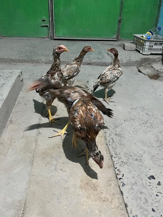 На продажу бойцовые цыплята