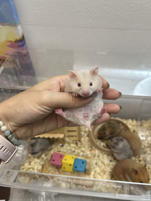 Новая клетка для хомяка