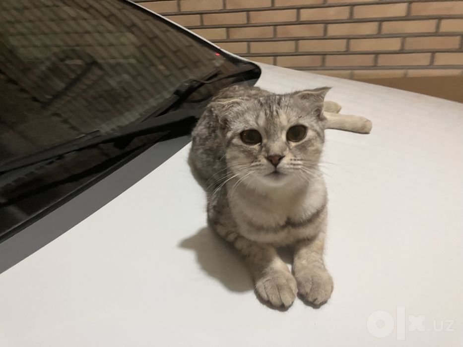 Продам кошку и котят