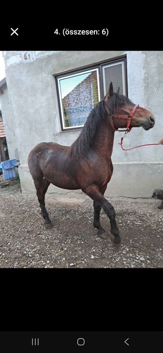 CAL tânăr si castrat