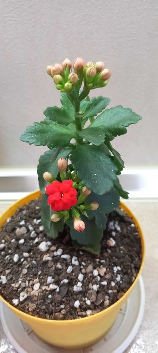 Орхидея Лудизия цвете