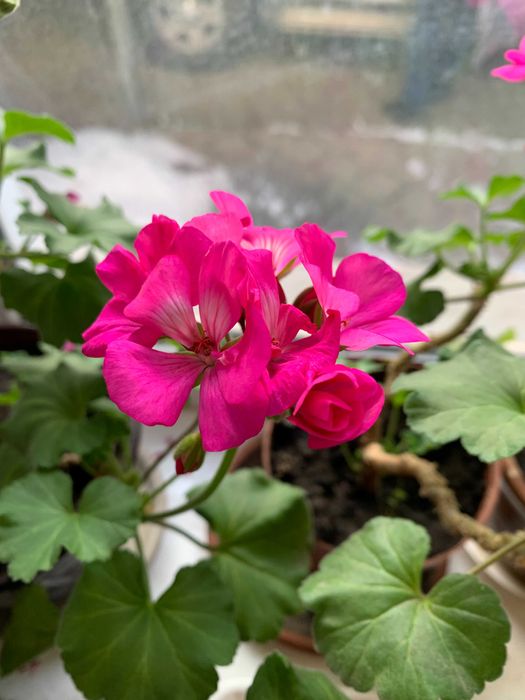 Гиппеаструм, Герань, Оксалис, Хлорофитум