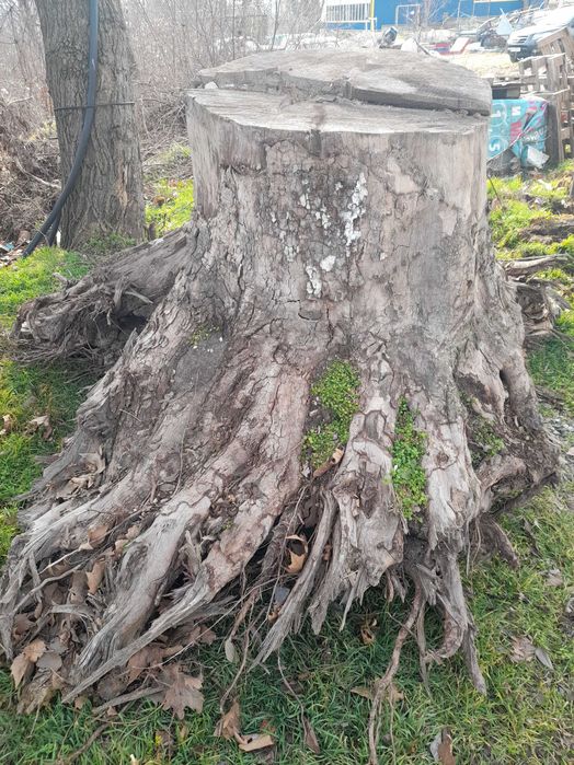 Дънер на Чинар гр. Варна